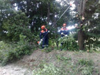 Servicio de recogida de árbol caido por el aire.